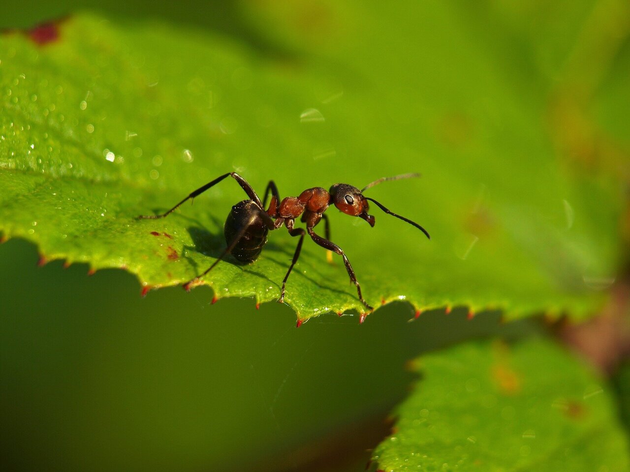 Cara Membasmi Semut Pada Tanaman, Cuma Dari Bahan Alami