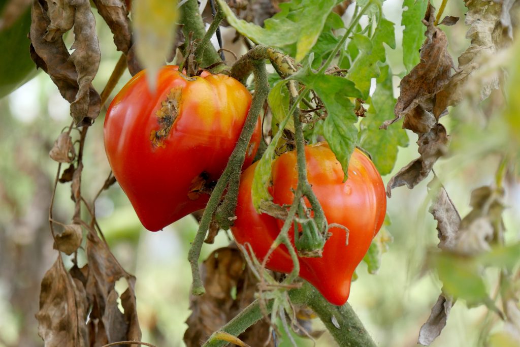 Cara Efektif Pengendalian Hama Lalat Buah Pada Tanaman Tomat