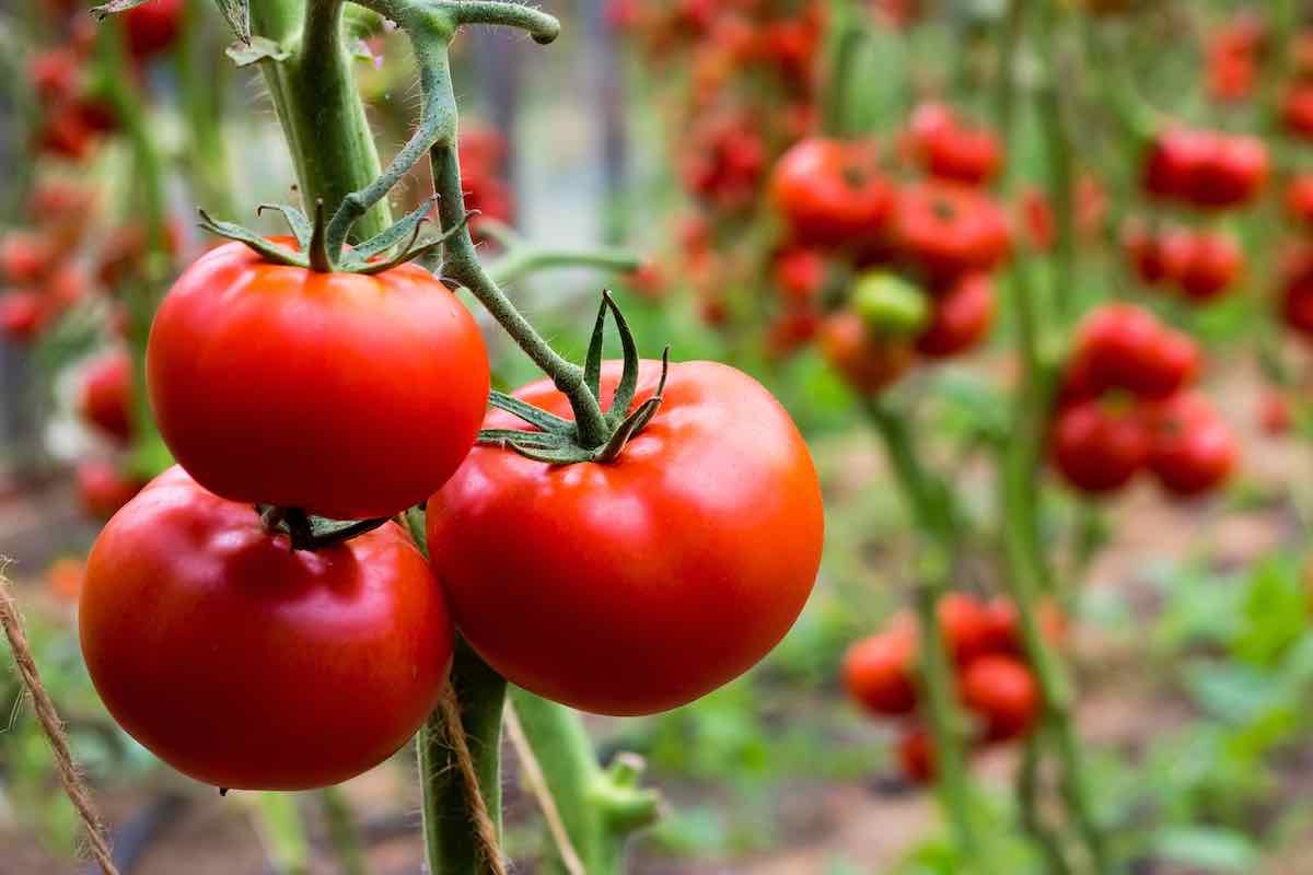 Tips Buah Tomat Jadi Lebih Manis, Hasil Panennya Tetap Melimpah